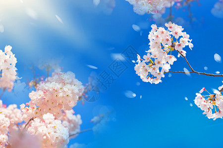 好友樱花和蓝天写实樱花背景设计图片