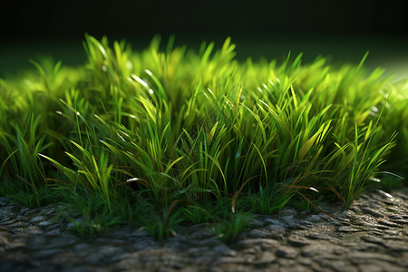绿油油的小草背景图片