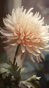 美丽的白菊茎叶白菊图片素材