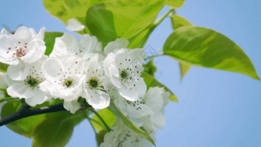 川西梨花实拍春天枝头上在梨花上采蜜的蜜蜂GIF高清图片