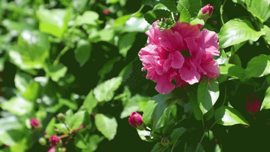 空花绿叶衬红花夏日扶桑牡丹朱槿红花GIF高清图片