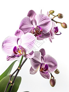 紫色兰花手绘鲜花图片