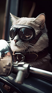 戴墨镜的猫汽车上一只猫戴着墨镜背景