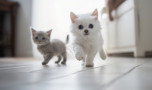 在鱼缸里的猫房间里两只小奶猫在奔跑背景