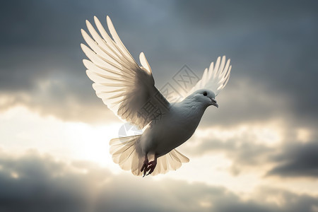 白鸽飞翔飞翔的白色鸽子插画