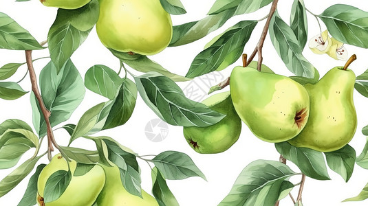 夏季梨树水彩画背景图片