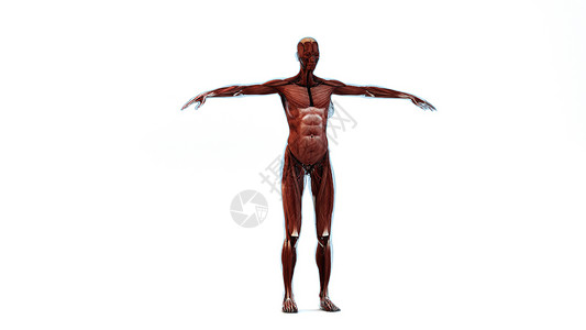 3D人体结构肌肉系统高清图片素材