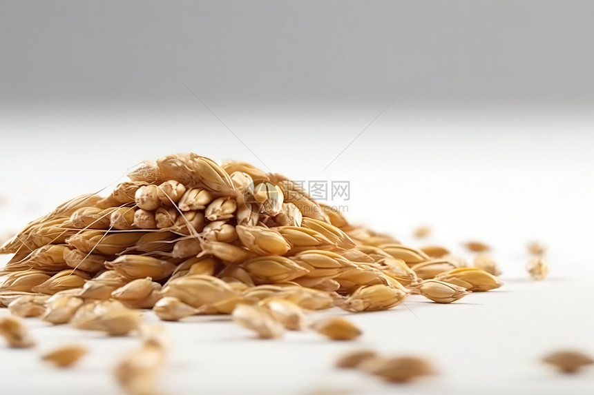 白底背景小麦粮食图图片