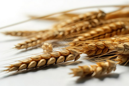 白底背景小麦粮食图片