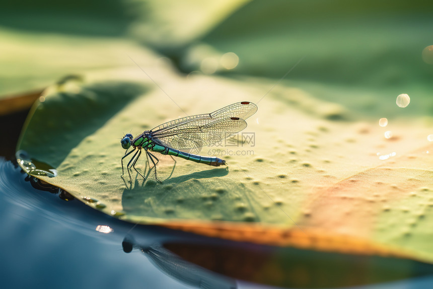 盛夏荷叶上的蜻蜓图片