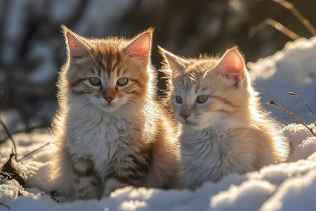 2只在雪地上的小猫高清图片