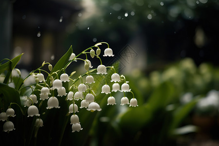 下雨天的白色铃兰图片