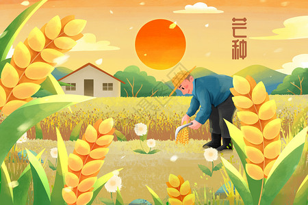 芒种节气夕阳下收麦子的农民插画插画