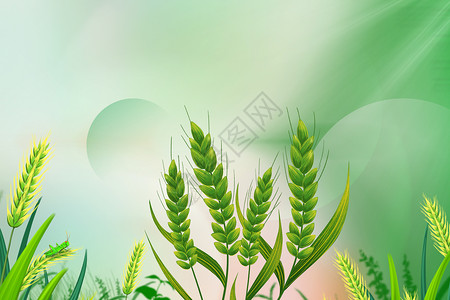 芒种气节清新弥散风小麦背景设计图片