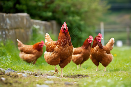 农场素材散养传统家禽养殖场的鸡背景