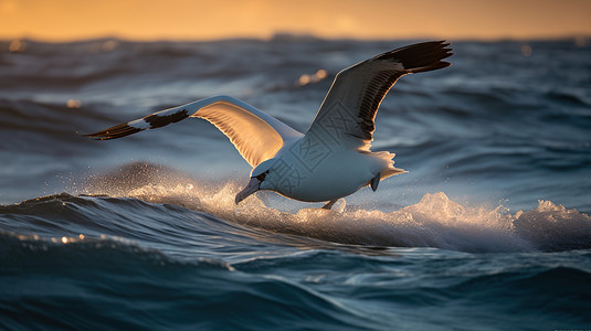 飞翔在大海上的海鸥图片
