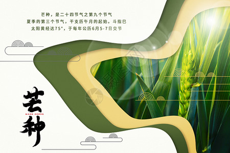 中国节气芒种芒种创意背景设计图片
