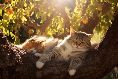 午后阳光树下慵懒的猫图片