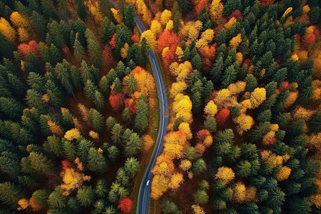 航拍秋景森林的公路图片