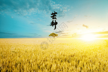 芒种麦子丰收芒种大气唯美创意麦田gif动图高清图片