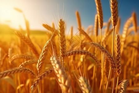 金黄色成熟的小麦粮食丰收背景图片