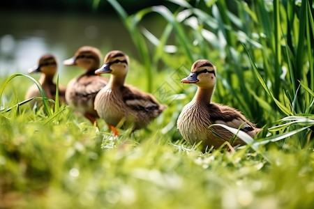 草地上一群可爱的家禽小鸭子图片