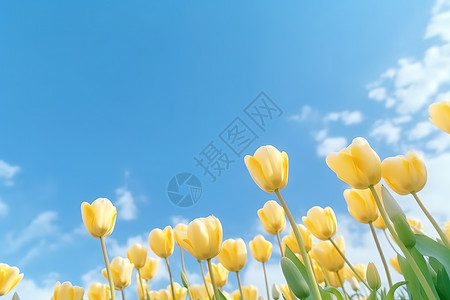 郁金香花朵唯美清新背景图片