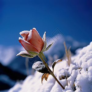 一支玫瑰一支雪山上的玫瑰花插画
