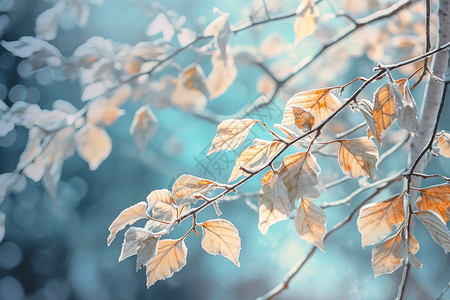 节气霜降树叶上的雪冬天图片