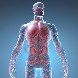 人体3D模型人体半透明全身视图高度细致3D概念图插画