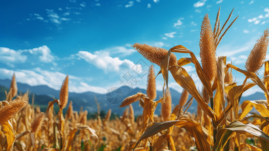 秋天蓝天白云下即将成熟的高粱农作物背景图片