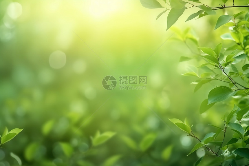 夏天绿色植物背景绿叶背景图片