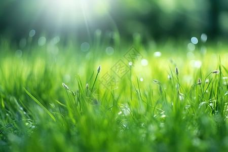 夏日清新绿色小草草地生命力图片