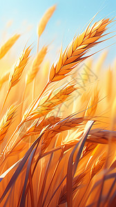秋天农作物丰收的小麦图片