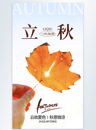 叶子黄叶简约风立秋节气摄影图海报模板