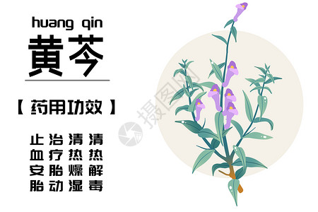 益气活血中草药之黄芩插画