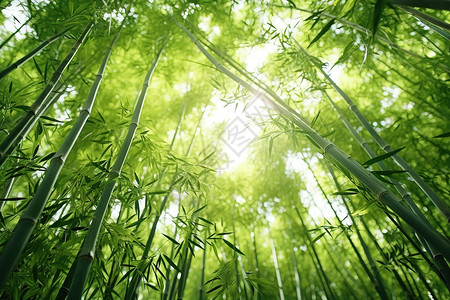 阳光下的竹叶阳光下夏日绿色的竹子林插画
