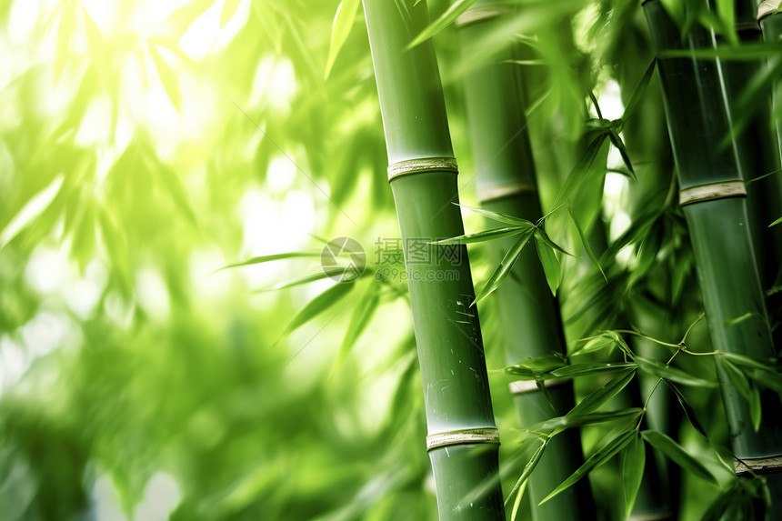 绿意清凉的竹子林图片