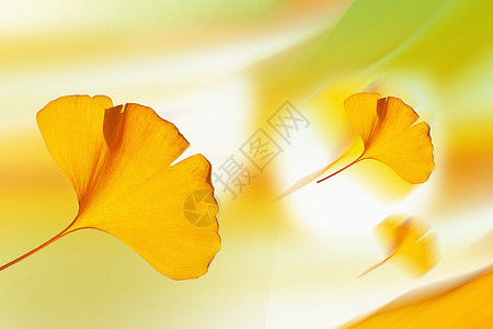 金黄的银杏叶弥散风秋天背景设计图片