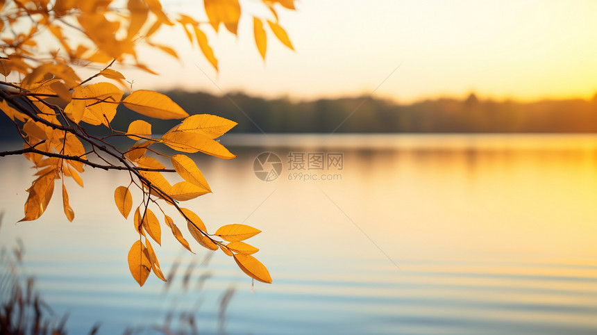 秋分的树叶图片