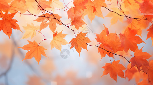 秋分红色的枫叶背景图片