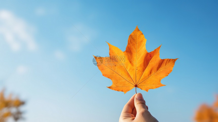 手拿着一片树叶秋天图片