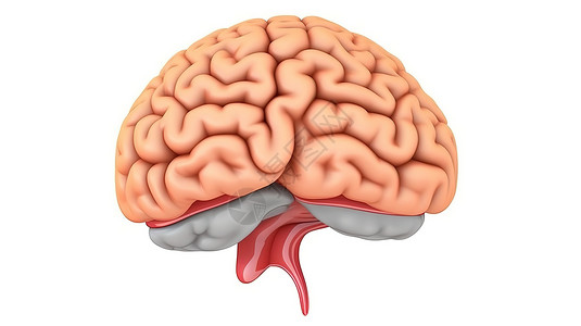 人脑解剖创意概念图背景图片