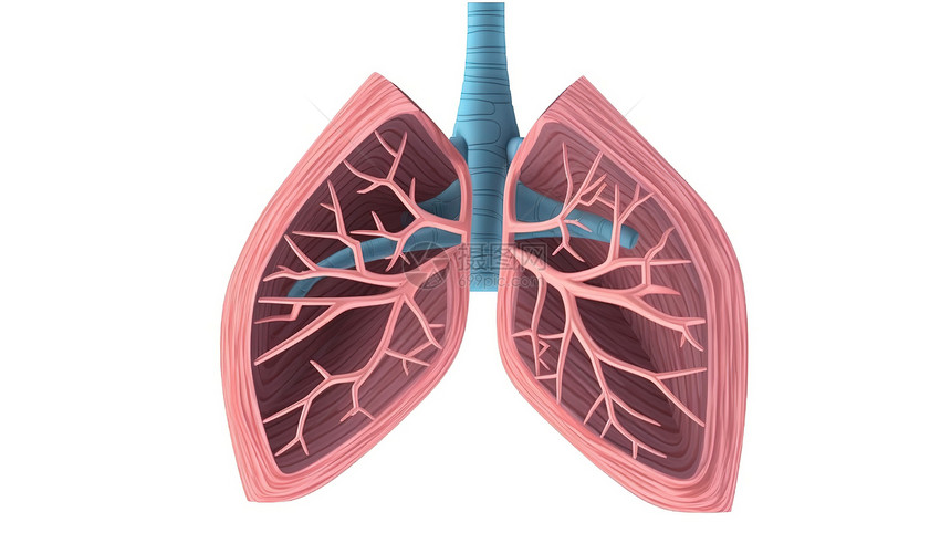 肺部内部器官创意概念插图图片