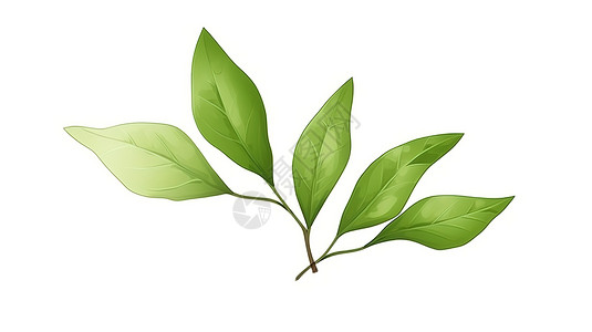 五片绿茶的叶子插图图片