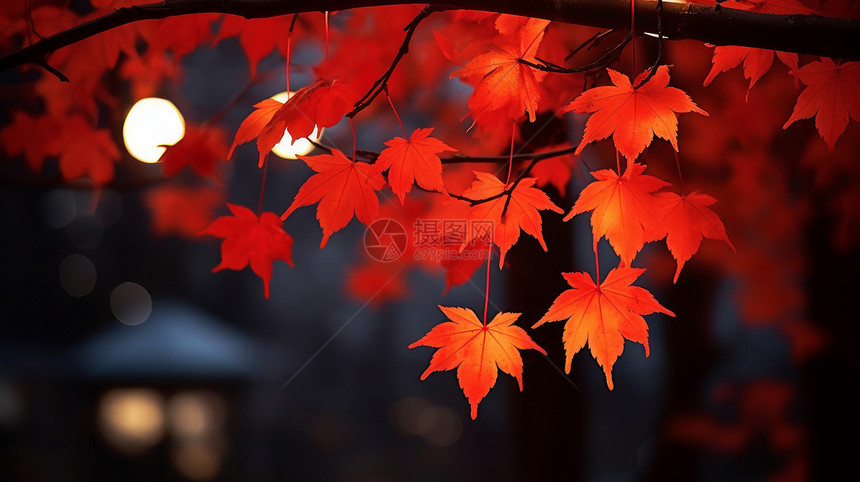 秋天夜晚美丽的红叶图片