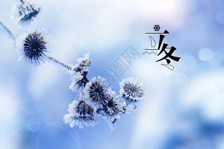 立冬唯美创意雪花植物图片