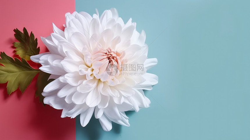 一大朵漂亮的白色菊花图片