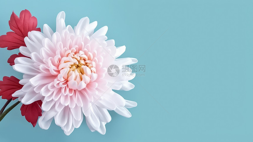 小清新漂亮的白色菊花图片