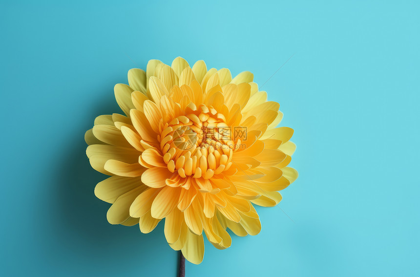蓝色背景上一株漂亮的黄色菊花图片